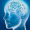 Cómo Decide el Cerebro Esforzarse