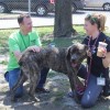 Empty The Shelters