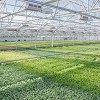 Fondos TIF Apoyarán la Ampliación de Gotham Greens en Pullman