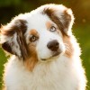 CACC Announce New Partnership with Paws Chicago