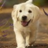 CACC Anuncia Nueva Afiliación con Paws Chicago
