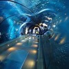 Look Nature in the Eye at the Shedd