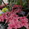 Holiday Flower Show to Showcase at Garfield, Lincoln Park Conservatories