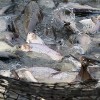 Nuevo Programa de Becas Disponible para Ayudar a las Empresas a Comercializar Productos de Carpa Asiática
