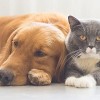 Cook County Urges Residents to Protect Pets from Distemper Virus