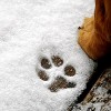 Cómo Proteger a las Mascotas de las Peligrosas Condiciones del Clima