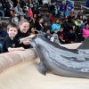 Brookfield Zoo Aumementa la Concientización Sobre el Autismo