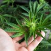 Gov. Pritzker, Lawmakers Announce Major Step Forward to Legalize Adult Use Cannabis