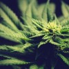 Gov. Pritzker Signs Most Equity-Centric Law in Nation to Legalize Adult-Use Cannabis