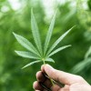 El Gob. Pritzker Firma la Mayoría de las Leyes Centradas en la Equidad en la Nación para Legalizar el Uso de la Mariguana en Adultos