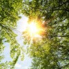 Two Hours Per Week is Key Dose of Nature for Health and Wellbeing