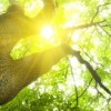 Dos Horas por Semana de Naturaleza son Dosis Clave para Salud y Bienestar