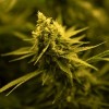 Gov. Pritzker Signs Legislation Strengthening Illinois’ Medical Cannabis Program
