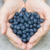 Estudio Descubre que la Dieta Rica en Flavonoides Protege Contra el Cáncer y las Enfermedades del Corazón
