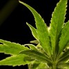 Mayor Lightfoot Reveals Marijuana Plans
