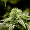 La Alcaldesa Lightfoot Revela Planes para la Mariguana