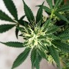 La Junta de Apelaciones de Zonificación de Chicago Publica las Reglas para la Próxima Lotería de Permisos de Uso Especial de Mariguana