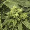 El Concilio de la Ciudad Aprueba los Primeros Requisitos de Zonificación de Chicago para la Legalización de la Mariguana