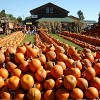 A Divertirse con las Calabazas