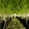 City of Chicago to Host Community Meetings on Zoning Rules for Cannabis Sales