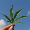 La Ciudad de Chicago Organizará Reuniones Comunitarias Sobre las Normas de Zonificación Para la Venta de Mariguana