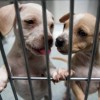 El Condado de Cook Anuncia Programa de Subsidios de $ 8 Millones Para Aumentar el Espacio de Refugio para Animales
