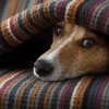 Cook County Animal and Rabies Control Offers Winter Pet Safety Tips