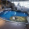 Los Veteranos Entran Gratis en el Acuario Shedd en el Fin de Semana del Día de los Veteranos