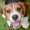 La Exposición a los Perros a Edad Temprana Puede Reducir el Riesgo de Desarrollar Esquizofrenia