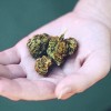 Illinois Department of Human Services Launches LetsTalkCannabisIL.com