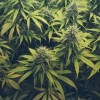 El Departamento de Servicios Humanos de Illinois Lanza ‘LetsTalkCannabisIL.com”