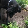 Peoples Gas Searches for New ‘Ambassadog’