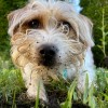 Peoples Gas Introduces Oscar, the New Ambassadog for Safe Digging