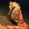 Free Days at Shedd Throughout October