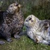 Días Gratis en el Shedd en el Mes de Octubre
