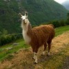 The Llama Mummies