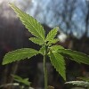 New Leaf Illinois Launched to Help Clear Cannabis Convictions