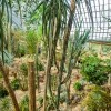 Garfield Park Opens with Flower Show ‘Saturation’