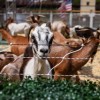 ComEd Goats Take a Break to Cruise on the Chicago River