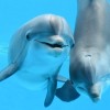 Kids’ Free Days at Brookfield Zoo