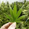 Morton College Cannabis Dispensary Technician Certificate Program Debuts Next Spring