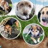 Peoples Gas Pide un ‘Ambassadog’ para la Campaña Doggone It!