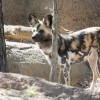 Programas de Verano en el Zoológico de Lincoln Park