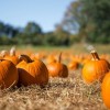 Huerto de Calabazas, Evento Gratis