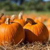 Free Pumpkin Patch Event