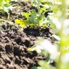 Horace Mann Elementary Unveils New ‘Space to Grow’ Schoolyard