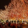 ZooLights Tickets on Sale