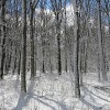 Experience Nature Throughout Winter in the Forest Preserves of Cook County