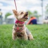 Los Eventos BARK de Anti-Cruelty Society Regresan al Frente del Lago
