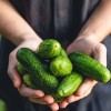 Harvest Foods Group to Expand Food Production Facility